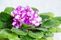 Flowering Saintpaulia or African violet