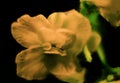 Flowering Saintpaulia (African violet) isolated on black background