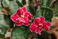 Flowering Saintpaulia, commonly known as African violet. Potted plant