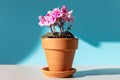 Flowering Saintpaulia mini/African violet in terracotta clay plant pot on a table lit by sunlight on blue background