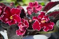 Flowering Saintpaulias, commonly known as African violet