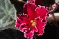 Flowering Saintpaulias, commonly known as African violet Royalty Free Stock Photo