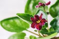 Flowering Saintpaulias, commonly known as African violet. Macro. Brightly ruby, velvet flowers Royalty Free Stock Photo