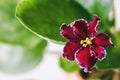 Flowering Saintpaulias, commonly known as African violet. Macro. Brightly ruby, velvet flowers Royalty Free Stock Photo