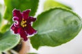 Flowering Saintpaulias, commonly known as African violet. Macro. Brightly ruby, velvet flowers Royalty Free Stock Photo