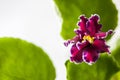 Flowering Saintpaulias, commonly known as African violet. Macro. Brightly ruby, velvet flowers Royalty Free Stock Photo