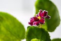 Flowering Saintpaulias, commonly known as African violet. Macro. Brightly ruby, velvet flowers Royalty Free Stock Photo