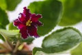 Flowering Saintpaulias, commonly known as African violet. Macro. Brightly ruby, velvet flowers Royalty Free Stock Photo