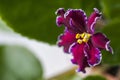 Flowering Saintpaulias, commonly known as African violet. Macro. Brightly ruby, velvet flowers. Royalty Free Stock Photo