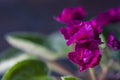 Flowering Saintpaulias, commonly known as African violet. Mini Potted plant. Collectible violet. Macro