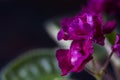 Flowering Saintpaulias, commonly known as African violet. Mini Potted plant. Collectible violet. Macro