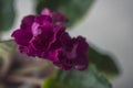 Flowering Saintpaulias, commonly known as African violet. Mini Potted plant. Collectible violet. Macro