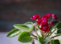 Flowering Saintpaulias, commonly known as African violet. Mini Potted plant. Collectible violet. Macro