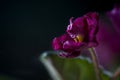 Flowering Saintpaulias, commonly known as African violet. Mini Potted plant. Collectible violet. Macro