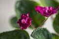 Flowering Saintpaulias, commonly known as African violet. Mini Potted plant. Collectible violet. Macro