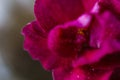 Flowering Saintpaulias, commonly known as African violet. Mini Potted plant. Collectible violet. Macro