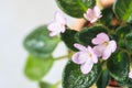 Flowering Saintpaulias, commonly known as African violet. Mini Potted plant. Royalty Free Stock Photo