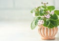 Flowering Saintpaulias, commonly known as African violet. Mini Potted plant. Royalty Free Stock Photo