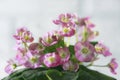 Flowering Saintpaulias, commonly known as African violet. Mini Potted plant. Royalty Free Stock Photo