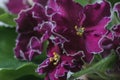 Flowering Saintpaulias, commonly known as African violet. Mini Potted plant. Royalty Free Stock Photo