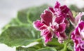 Flowering Saintpaulias, commonly known as African violet. Mini Potted plant. Home decor and gardening concept