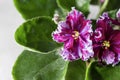 Flowering Saintpaulias, commonly known as African violet. Mini Potted plant, light background Royalty Free Stock Photo