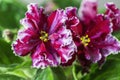 Flowering Saintpaulias, commonly known as African violet. Mini Potted plant, light background Royalty Free Stock Photo