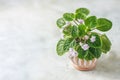 Flowering Saintpaulias, commonly known as African violet. Mini Potted plant. Royalty Free Stock Photo