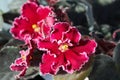 Flowering Saintpaulias, commonly known as African violet