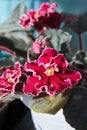 Flowering Saintpaulias, commonly known as African violet