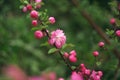 Flowering sakura branch in spring, analogue photo