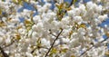 flowering sakura tree flower blooming nature background in spring