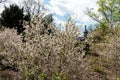 Flowering sakura trees