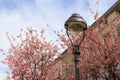 flowering sakura trees on the background of buildings and sky.