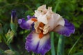 Flowering salmon-peach and purple Iris Germanica Flashy Show Girl , close-up