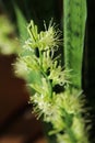 Flowering Sansevieria trifasciata