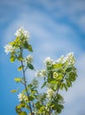 Saskatoon Branches with Flowers against Blue Sky