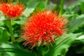 Flowering Scadoxus puniceus Royalty Free Stock Photo