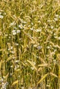 Flowering scentless mayweed in a cornfield Royalty Free Stock Photo