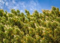 Flowering Scots pine Pinus sylvestris, branch with cones flowers and pollen Royalty Free Stock Photo