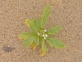 Scurvy grass with white flowers in the sand