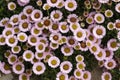 A flowering Sea Breeze plant, Erigeron glaucus, growing from a coastal wall in the UK.