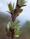 Flowering sea buckthorn (Hippophae rhamnoides)