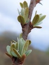 Flowering sea buckthorn (Hippophae rhamnoides)