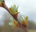 Flowering sea buckthorn (Hippophae rhamnoides)