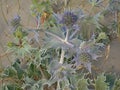 Flowering sea holly plant, closeup - Eryngium Royalty Free Stock Photo