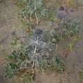 Flowering sea holly plant, overhead view Royalty Free Stock Photo