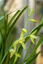 Fragrant and elegant four season orchid