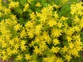 Yellow flowering Sedum acre background texture