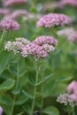 Flowering Sedum